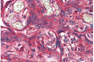 Anti-OR51E1 antibody  ABIN1049182 IHC staining of human placenta. (OR51E1 Antikörper  (Internal Region))