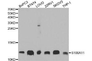 Western blot analysis of extracts of various cell lines, using S100A11 antibody.