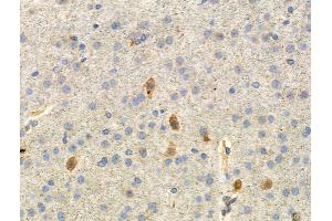 Phospho-Paxillin (Ser178) Antibody at 1/100 staining Mouse brain tissue by IHC-P. (Paxillin Antikörper  (pSer178))