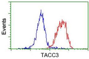 Image no. 3 for anti-Transforming, Acidic Coiled-Coil Containing Protein 3 (TACC3) antibody (ABIN1498095) (TACC3 Antikörper)