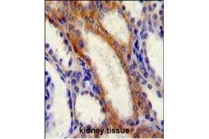 STIM1 Antibody (C-term) (ABIN654073 and ABIN2843969) immunohistochemistry analysis in formalin fixed and paraffin embedded human kidney tissue followed by peroxidase conjugation of the secondary antibody and DAB staining. (STIM1 Antikörper  (C-Term))