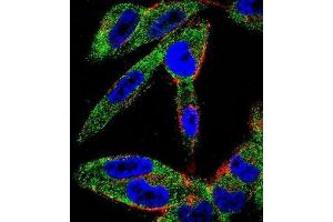 Immunofluorescence (IF) image for anti-Eukaryotic Translation Initiation Factor 5A-Like 1 (EIF5AL1) (AA 101-130), (C-Term) antibody (ABIN952055)