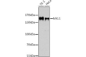 Western blot analysis of extracts of various cell lines, using MKL1 antibody  at 1:1000 dilution. (MKL1 Antikörper  (AA 1-280))