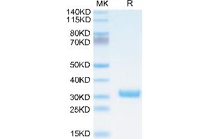 SDS-PAGE (SDS) image for Butyrophilin, Subfamily 3, Member A1 (BTN3A1) (AA 1-219) protein (His-Avi Tag,Biotin) (ABIN7274002)