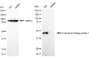 Western blotting analysis using C-terminal binding protein 1 antibody (ABIN7797815).