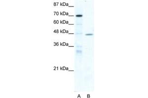 Western Blotting (WB) image for anti-Nuclear Receptor Subfamily 2, Group F, Member 6 (NR2F6) antibody (ABIN2460630) (NR2F6 Antikörper)