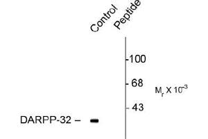 Western blot of rat caudate lysate showing specific immunolabeling of the ~32k DARPP-32 phosphorylated at Thr137 (Control). (DARPP32 Antikörper  (pSer137))