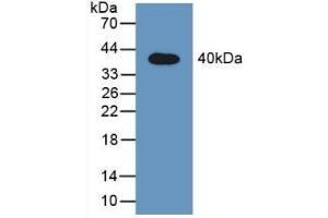 Figure. (STAT2 Antikörper  (AA 587-838))