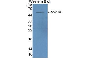 Figure. (APOA4 Antikörper  (AA 173-396))
