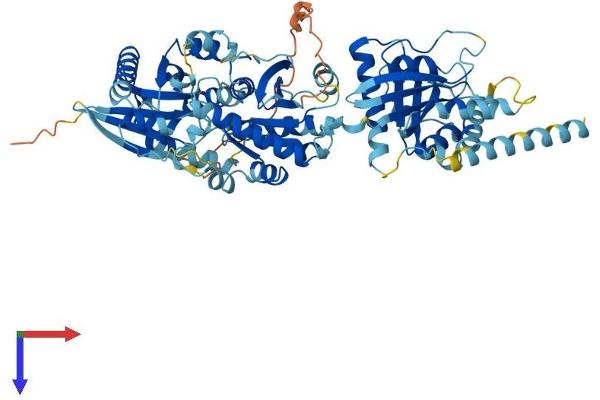 GIMAP8 Protein (AA 1-665) (His tag)