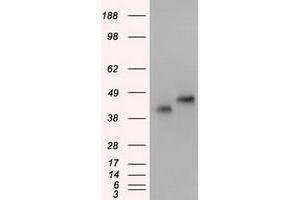 Image no. 1 for anti-Basigin (Ok Blood Group) (BSG) antibody (ABIN1498023) (CD147 Antikörper)