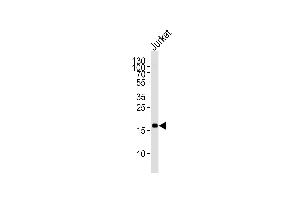 Western blot analysis of lysate from Jurkat cell line, using FK Antibody (ABIN1944786 and ABIN2838527). (MAFK Antikörper)