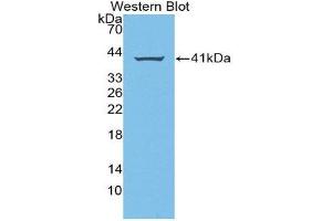 Western Blotting (WB) image for anti-Amphiregulin (AREG) (AA 20-100) antibody (ABIN3209784) (Amphiregulin Antikörper  (AA 20-100))