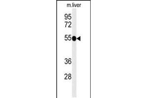 Western blot analysis of TNFRSF8-Y479 in mouse liver tissue lysates (35ug/lane) (TNFRSF8 Antikörper  (AA 458-487))