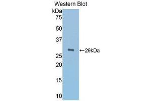Western Blotting (WB) image for anti-alpha-1-B Glycoprotein (A1BG) (AA 220-415) antibody (ABIN1857837) (A1BG Antikörper  (AA 220-415))