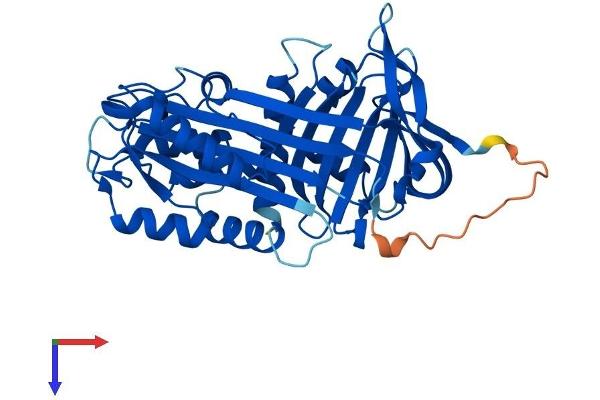 SERPINB9 Protein (AA 1-376) (His tag)