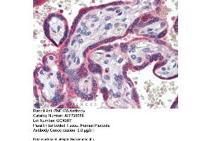 Immunohistochemistry with Human Placenta lysate tissue at an antibody concentration of 5. (ZNF165 Antikörper  (Middle Region))