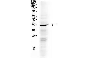 Western blot analysis of NDRG3 using anti- NDRG3 antibody .