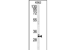 Western blot analysis of C2orf49 Antibody (N-term) (ABIN651382 and ABIN2840213) in K562 cell line lysates (35 μg/lane). (C2orf49 Antikörper  (N-Term))