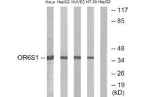 Western blot analysis of extracts from HeLa/HepG2/HuvEc/HT-29 cells, using OR6S1 Antibody. (OR6S1 Antikörper  (AA 165-214))