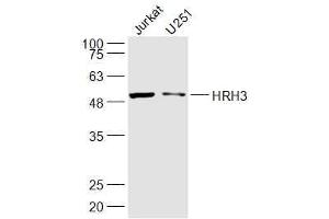 Lane 1: jurkat  Lane 2: U251 lysates probed with HRH3 Polyclonal Antibody, Unconjugated  at 1:300 dilution and 4˚C overnight incubation. (HRH3 Antikörper  (AA 281-380))