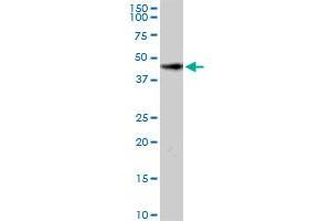 HOMER2 MaxPab rabbit polyclonal antibody. (HOMER2 Antikörper  (AA 1-343))