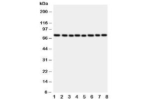 Western Blotting (WB) image for anti-P450 (Cytochrome) Oxidoreductase (POR) (C-Term) antibody (ABIN3032123)