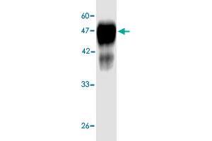 Western blot analysis in  Legionella pneumophila  groEL recombinant protein with  Legionella pneumophila  groEL monoclonal antibody, clone 6d59s  at 1 : 1000 dilution. (Chaperonin GroEL (GroEL) (AA 72-478) Antikörper)