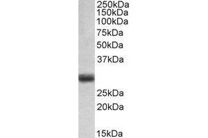 Western Blotting (WB) image for anti-Fibroblast Growth Factor 5 (FGF5) (C-Term) antibody (ABIN2464972) (FGF5 Antikörper  (C-Term))