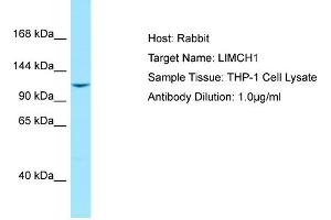 Host: RabbitTarget Name: LIMCH1Antibody Dilution: 1. (LIMCH1 Antikörper  (C-Term))