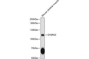 Western blot analysis of extracts of mouse skeletal muscle, using SYNPO2 antibody  at 1:3000 dilution. (SYNPO2 Antikörper  (AA 1-300))