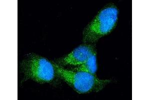 IF analysis of Profilin 1 using anti-Profilin 1 antibody (ABIN3043603). (PFN1 Antikörper  (C-Term))