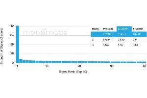 Analysis of Protein Array containing more than 19,000 full-length human proteins using CD31 Mouse Monoclonal Antibody (PECAM1/3528) Z- and S- Score: The Z-score represents the strength of a signal that a monoclonal antibody (MAb) (in combination with a fluorescently-tagged anti-IgG secondary antibody) produces when binding to a particular protein on the HuProtTM array. (CD31 Antikörper  (AA 625-738))