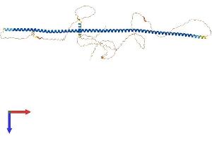 POC5 Protein (AA 1-558) (His tag)