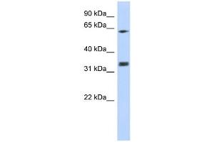 WB Suggested Anti-GNB2L1 Antibody Titration:  0. (GNB2L1 Antikörper  (N-Term))
