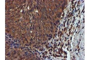 Image no. 3 for anti-Complement Component 1, S Subcomponent (C1S) antibody (ABIN1497565) (C1S Antikörper)