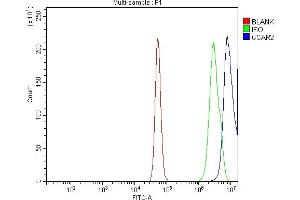 Flow Cytometry analysis of A431 cells using anti-DBC-1/CCAR2 antibody (ABIN7602235).