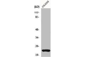 Western Blot analysis of COLO205 cells using NEEP21 Polyclonal Antibody (NSG1 Antikörper  (Internal Region))