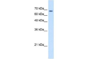 TM9SF1 antibody used at 2.