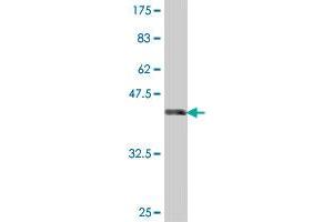 Western Blot detection against Immunogen (38. (OB Cadherin Antikörper  (AA 509-617))
