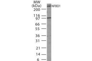 Image no. 1 for anti-Mdc1 (MDC1) (AA 871-888) antibody (ABIN233189) (MDC1 Antikörper  (AA 871-888))