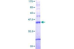 Image no. 1 for Taste Receptor, Type 2, Member 10 (TAS2R10) (AA 1-205) protein (GST tag) (ABIN1322166) (TAS2R10 Protein (AA 1-205) (GST tag))