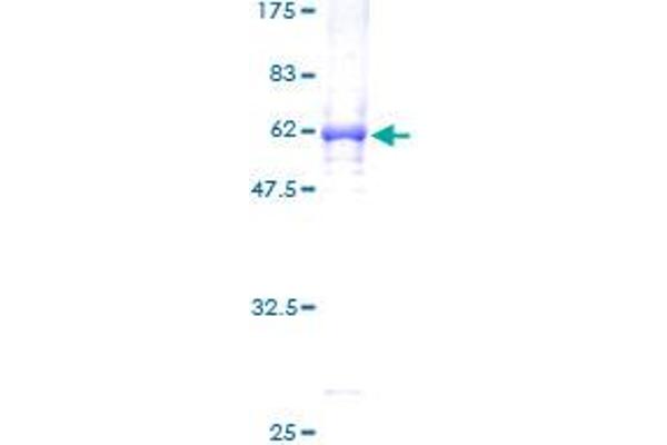 TCEA2 Protein (AA 1-299) (GST tag)