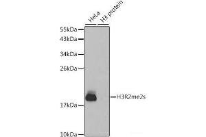 Western blot analysis of extracts of various cell lines using Symmetric DiMethyl-Histone H3-R2 Polyclonal Antibody. (Histone 3 Antikörper  (H3R2me2s))