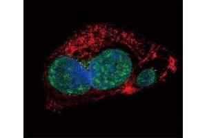 Immunofluorescence (IF) image for anti-Snail Family Zinc Finger 2 (SNAI2) (AA 98-129) antibody (ABIN3032658)