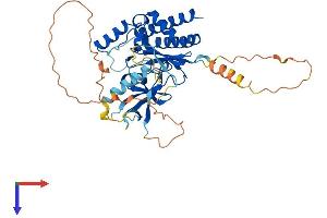 IP6K1 Protein (AA 1-441) (His tag)