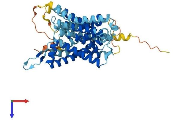 SLC35B2 Protein (AA 1-432) (His tag)