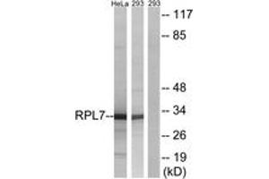Western blot analysis of extracts from 293/HeLa cells, using RPL7 Antibody.
