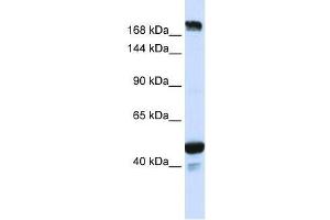 KIAA1618 antibody used at 0. (RNF213 Antikörper  (N-Term))