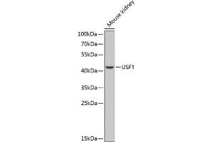 Western blot analysis of extracts of mouse kidney, using USF1 antibody (ABIN6128892, ABIN6149985, ABIN6149986 and ABIN6217607) at 1:1000 dilution. (USF1 Antikörper  (AA 1-310))